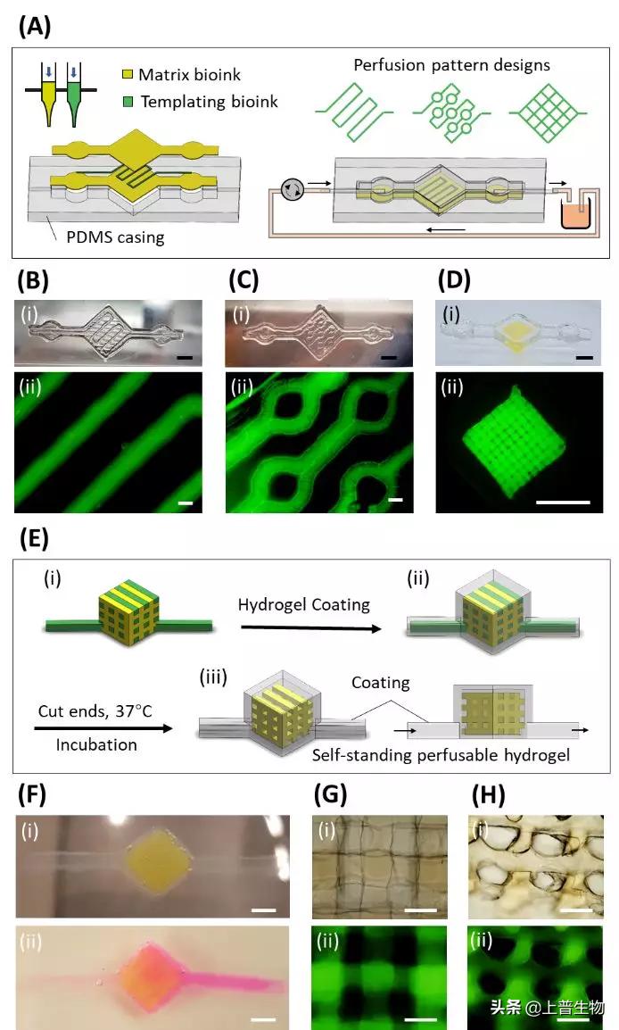 探索未来医疗，最新3D打印血管消息揭秘