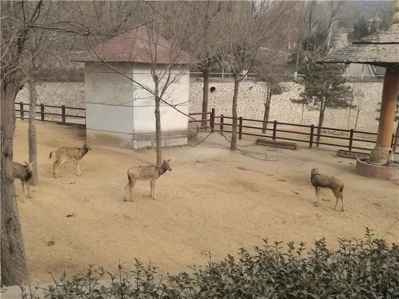 今晚澳门特马开什么今晚四不像,精细化策略定义探讨_动态版78.155